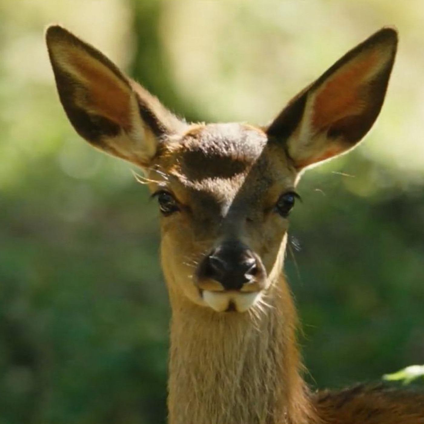 So sieht die Neuverfilmung von "Bambi" mit echten Tieren aus
