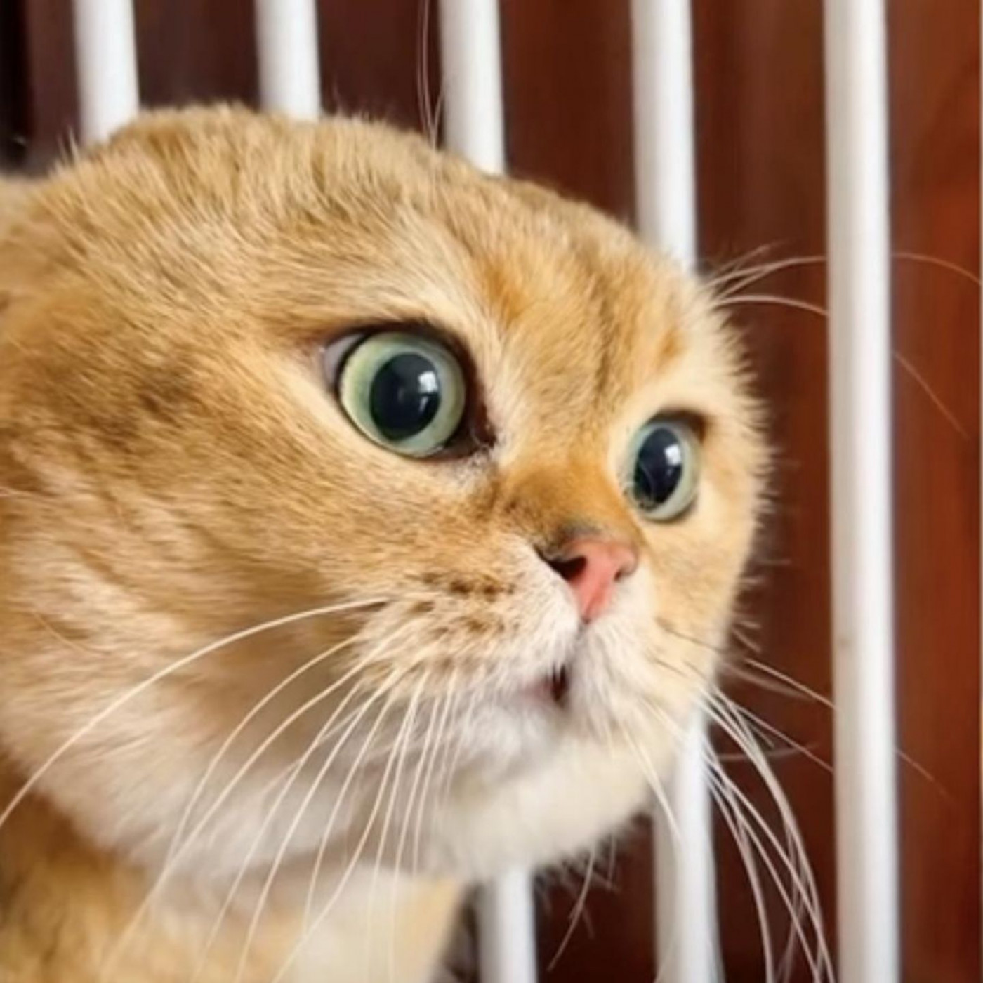 Phonetik-Expertin klärt auf: Was Katzen meinen, wenn sie "Olololol" sagen