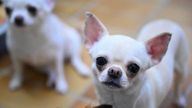 EU will mehr Schutz für Hunde und Katzen
