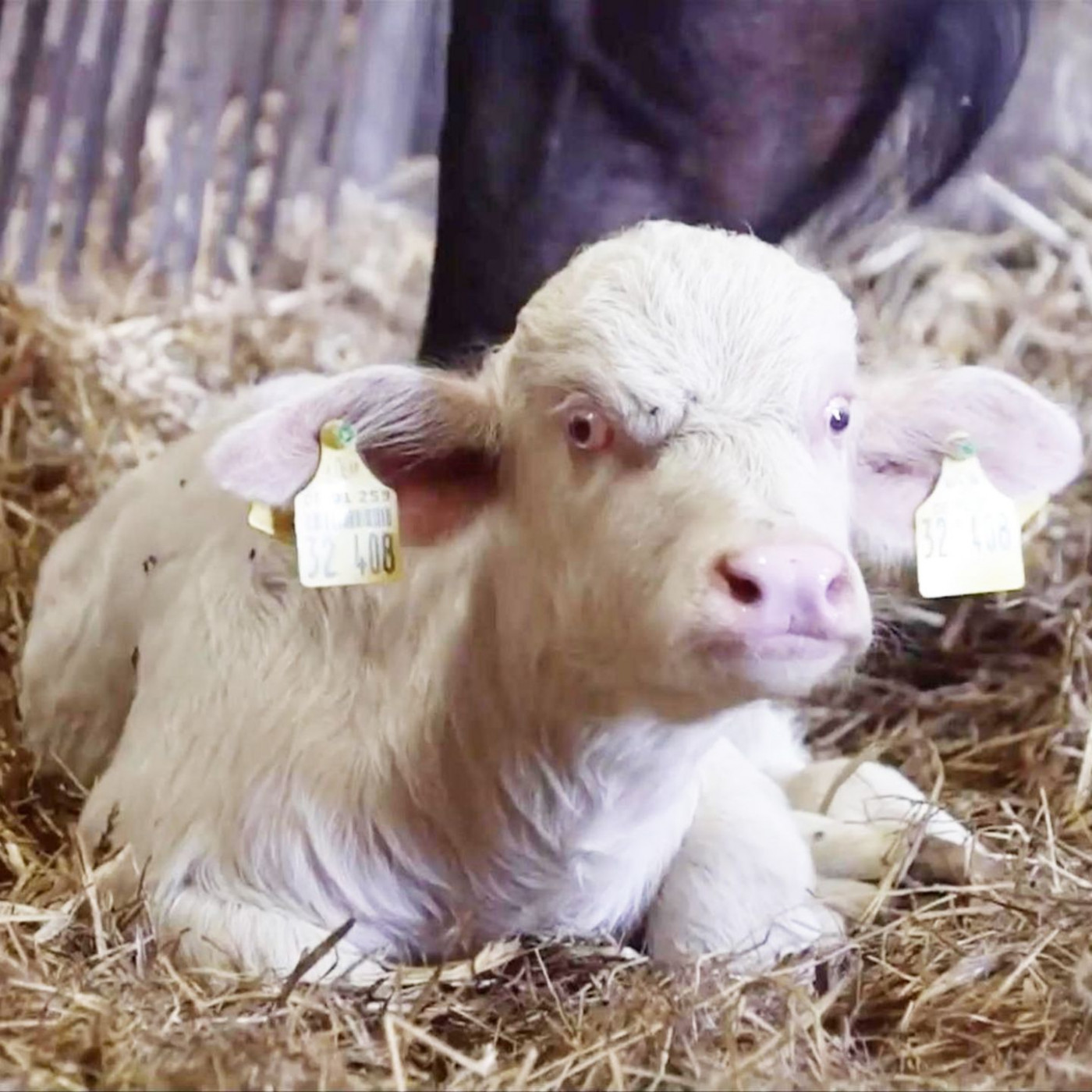 Mitten in Schleswig-Holstein – Albino-Wasserbüffel ist echte Tiersensation