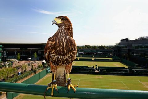 Security-Falke und goldene Ananas – sieben verrückte Fakten über Wimbledon