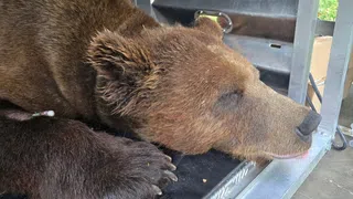Wildbärin JJ4 in deutschen Bärenpark überführt