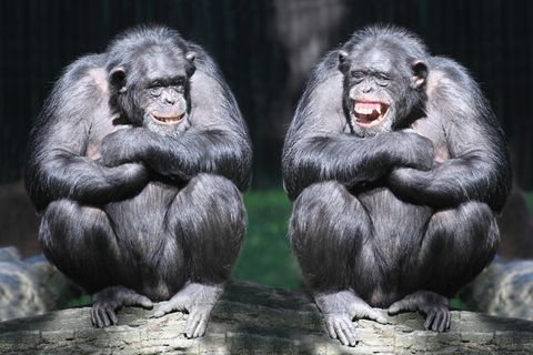 Warum Schadenfreude wichtig für uns ist