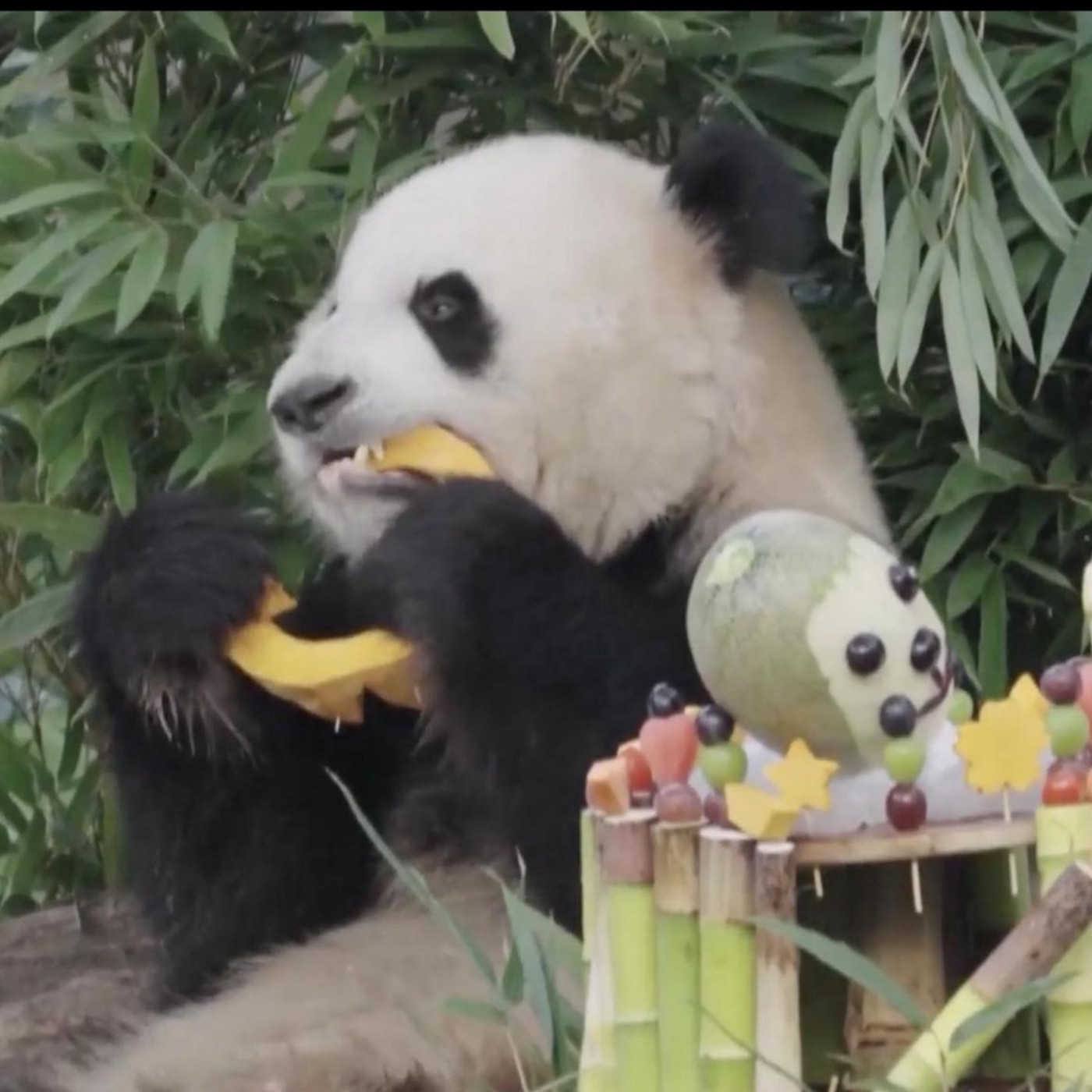 Panda-Zwillinge verputzen riesiges Festmahl zum Geburtstag