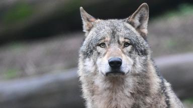 Verschärfte Warnung nach Wolfsattacke