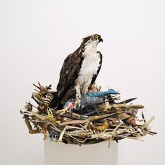 Müllvögel