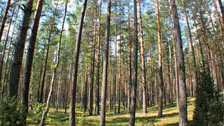 Europas Wälder speichern immer weniger CO2