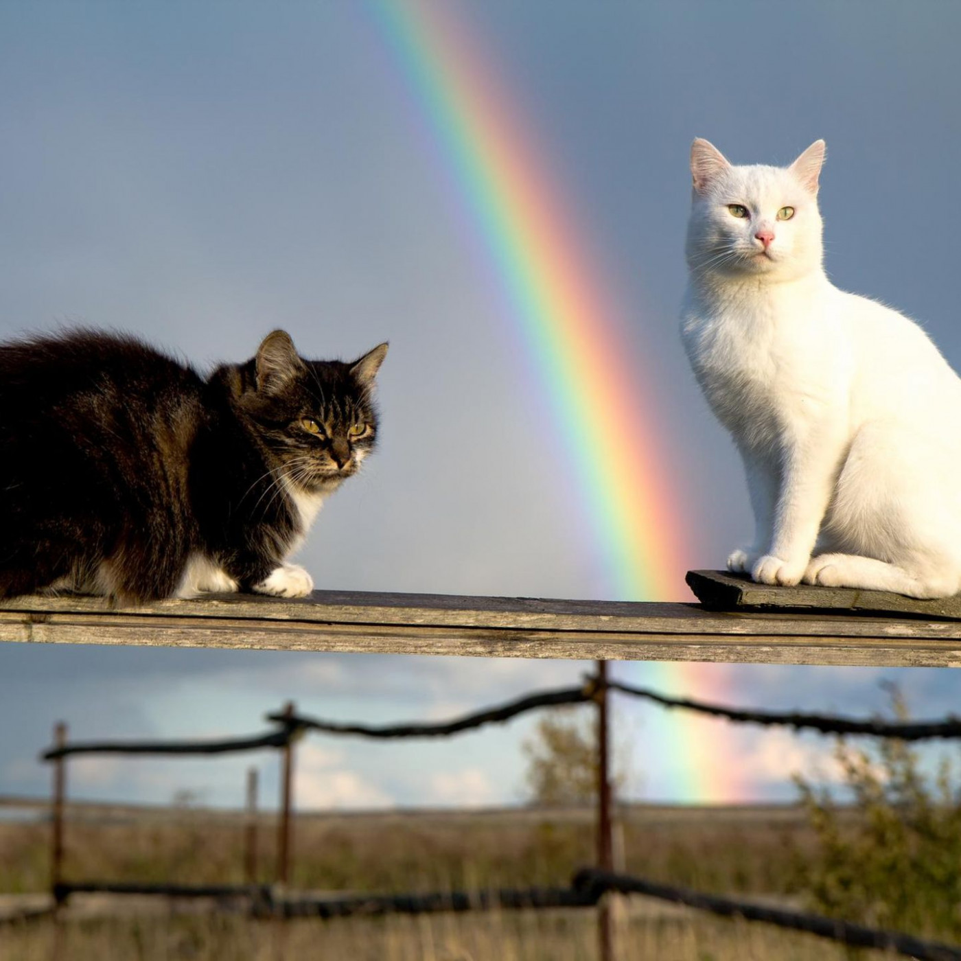 Auf die Katze gekommen