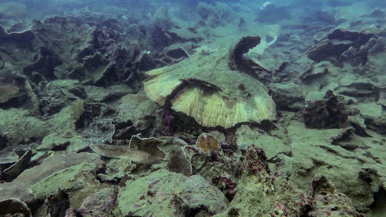 Rekord-Korallenbleiche im Great Barrier Reef