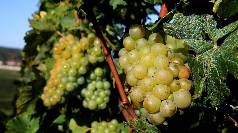 Nicht in Champagnerlaune