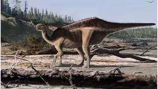 Unbekannte Dinosaurier-Art: Imponiergehabe mit großem Rückensegel