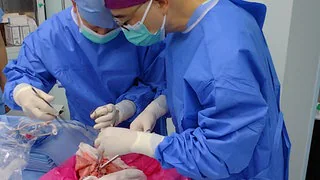 Erstmals wird einem Menschen eine Schweinelunge transplantiert