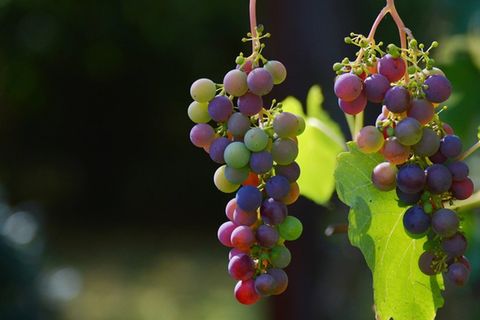 Vom hessischen Rheingau bis nach Bordeaux