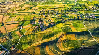 Mit Viren Treibhausgase in der Landwirtschaft reduzieren