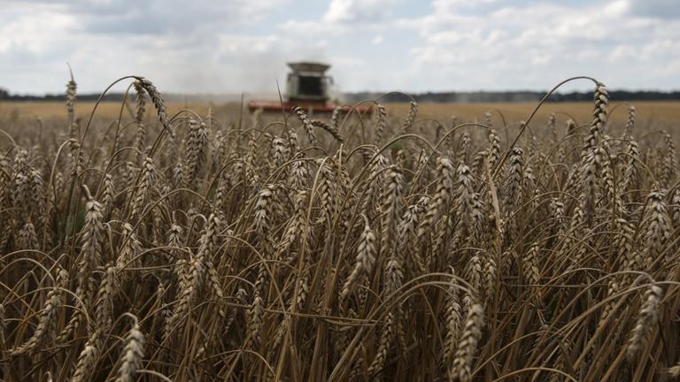 Das gestohlene Getreide der Ukraine