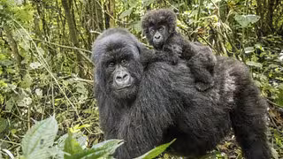 Warum Gorilla- und Menschen-Frauen nach ihrer letzten Geburt so lange weiterleben