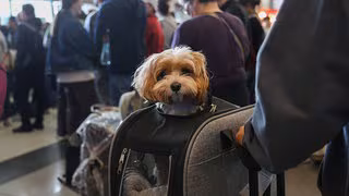 Hund im Flugzeug ist rechtlich nur "Gepäck"