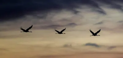 „Wer zählt die Völker, nennt die Namen“ – Vorboten der kommenden Pandemie