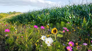 Nicht alle Bauern beteiligen sich an nachhaltigen EU-Programmen. Warum?