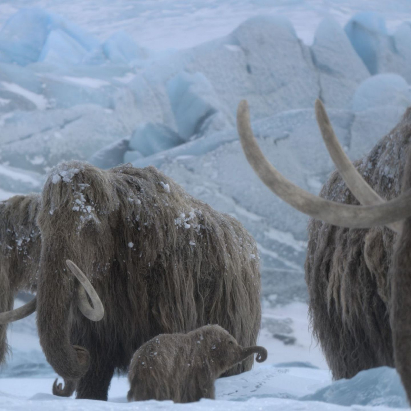 "Ein Planet vor unserer Zeit: Eiszeit" zeigt riesige Gürteltiere und angriffslustige Störche