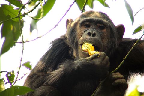 Animalische Lasterhaftigkeit