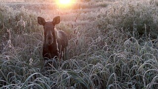 Warum ein polnischer Elch sein Glück bei deutschen Kühen verusucht