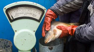 Tradition oder Tierqu&auml;lerei? Immer weniger Polen kaufen ihren Weihnachtskarpfen lebend