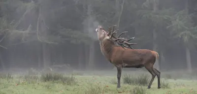 Wenn arttypisches Verhalten zur Falle wird
