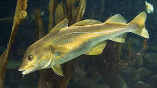 Klimawandel: Wie die Hitzewelle von 2003 den Nordatlantik auf Jahrzehnte ver&auml;nderte