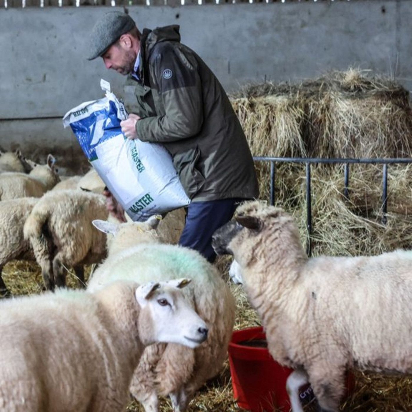 Prinz William f&uuml;ttert Schafe auf Bauernhof
