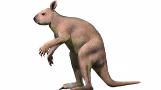 Riesige pr&auml;historische K&auml;ngurus h&uuml;pften auch mit 250 Kilo noch