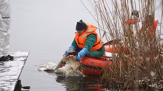 Gefl&uuml;gelpest in Sachsen: Bisher rund 600.000 tote Tiere