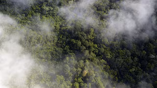 Warum st&ouml;&szlig;t ein Regenwald pl&ouml;tzlich mehr CO₂ aus als er aufnimmt?